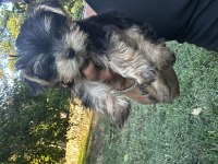 Orjinal prenses teacup yorkshire terrier