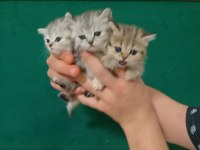 British shorthair 40 günlük yavrular