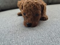 Poodle yavru