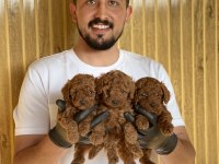 Poodle Cinsi Referans Yavru