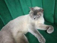British Shorthair Blue Point