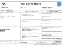 KIF FCI A CLASS ŞECERELİ FRANSIZ BULLDOG