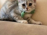 British shorthair melezi