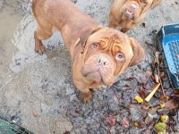 MESSİNİN KÖPEĞİ FRANSIZ MASTİFF