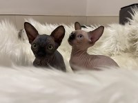 Sphynx Sfenks dişi erkek