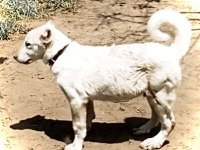 Yavru akbaş çoban köpekleri, şecereli A kalite