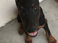 Sahiplendirme doberman