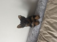 Safkan Minik prenses minik prens yorkshire terrier