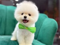 Ayı surat teddy bear boo yavrular