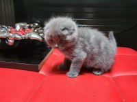 Scottish Fold Safkan Yavrular