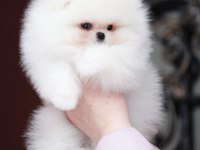 POMERANİAN BOO YAVRULARI
