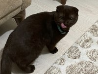 ERKEK KEDİME EŞ ARIYORUM (sahiplendirme değildir)