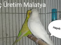 Eğitmelik Yavrular ve HAZIR çift Muhabbet Kuşları