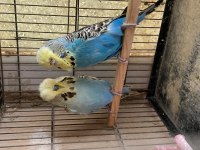 Show jumbo çift muhabbet kuşu