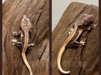 Yavru Crested Geckolar