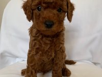 Kaliteli orjinal toy poodle yavrularımız