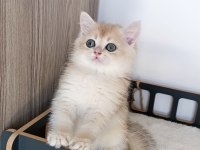 Blue golden erkek yavru british shorthair