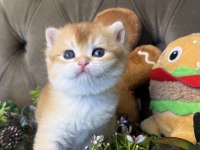 Yüksek kalite golden british shorthair bebeğim