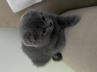 2.5 aylık scottish fold sadece izmir