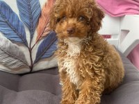 3 Buçuk Aylık Dişi Toy Poodle