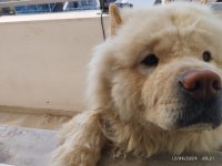 Olgun çin aslanı acil sahiplendirilir