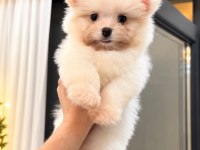Pomeranian Teddy Face 