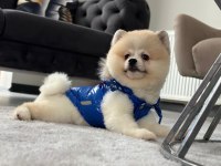 Erkek pomeranian boo party colour