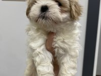 Muhteşem güzellikteki Shih tzu yavrularım