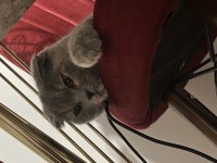 Scottish Fold Kedimize Ömürlük Yuva Arıyoruz