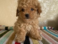 Kore maltipoo