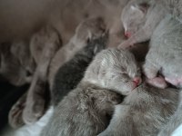 Scottish fold yavrularımız rezerveye açıktır