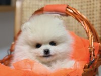 Teddy pomeranian boo