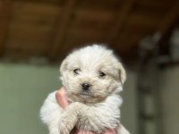 Orijinal kilo garantili Maltipoo bebekler