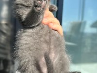 2 Aylık British Shorthair Yavrular