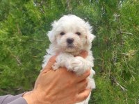 Süper kalite maltese