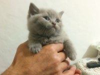 British Shorthair Renk Renk Yeni Yavrular