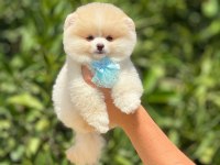 Ankaranın gözde Pomeranian Boo yavruları