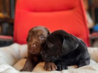 Mükemmel kalitede labrador bebeklerimiz için acele edin