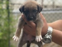 Malinois yavruları yalova