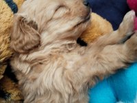 0 NUMARA MALTİPOO ERKEK YAVRU 45 GÜNLÜK ÜCRETLİ