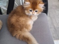 British longhair ny12 dişi