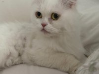 Sevimli uysal kedi