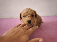 Uygun Maltipoo Bebeklerimiz