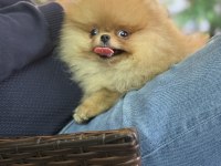 Güler yüzlü pomeranian kızımız tam bir ayıcık