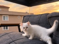Longhair Silver Point Dişi Kedimiz
