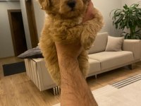 2 aylık poodle maltipoo kırma