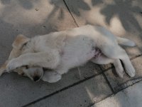 İngiliz çoban köpeği yavruları
