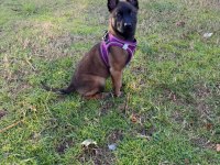 4 aylık son kalite üst düzey malinois