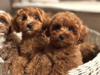 Maltipoo cinsi yavrular