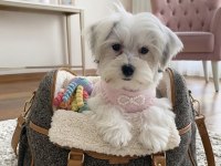 Eğitimli hazır morkie